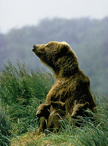 Kodiak bear with cubs