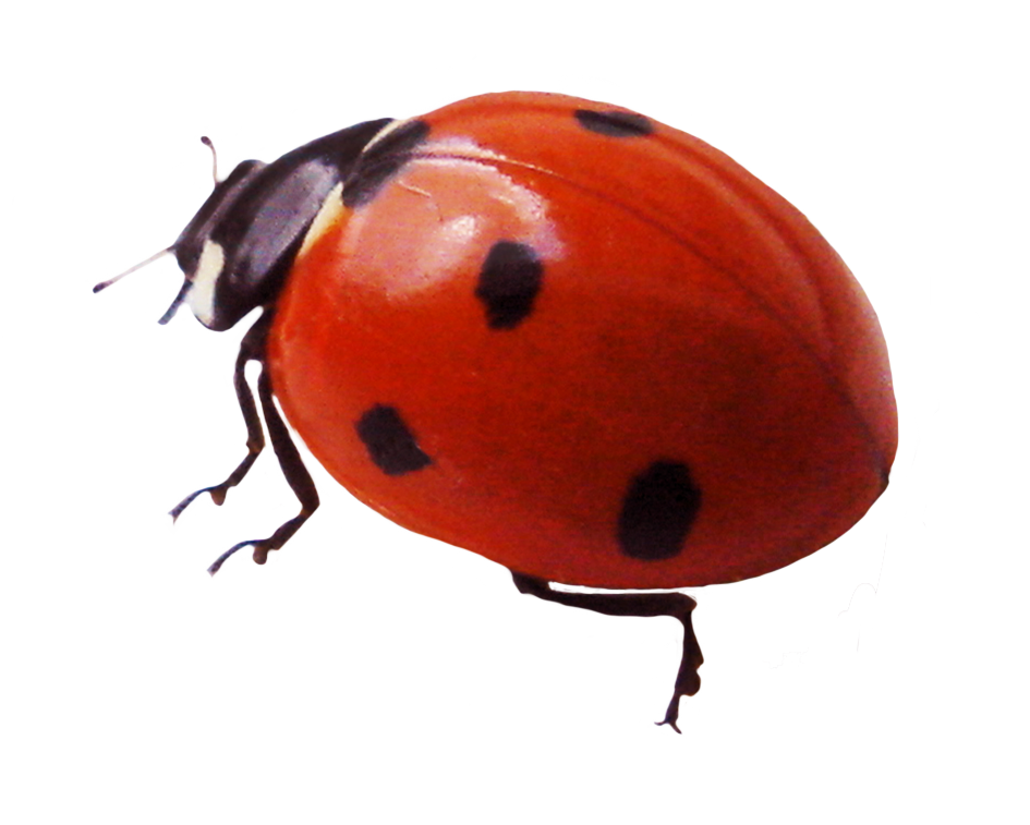 beautiful ladybug clipart