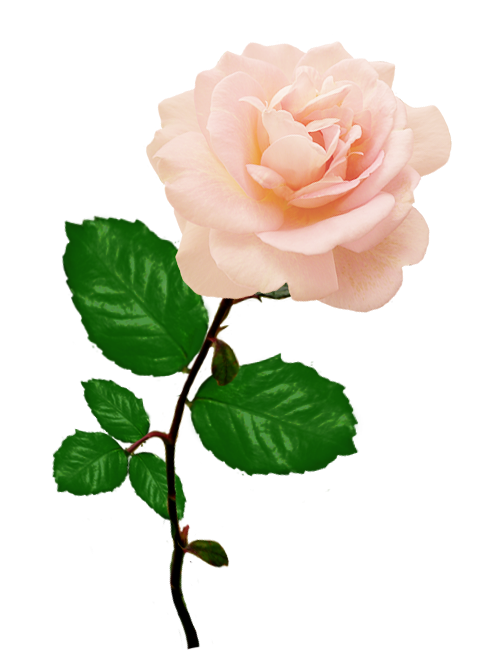 pink rose picture with long stalk leaves