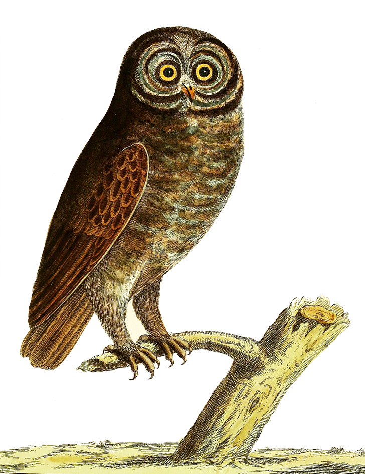 drawing of the black owl