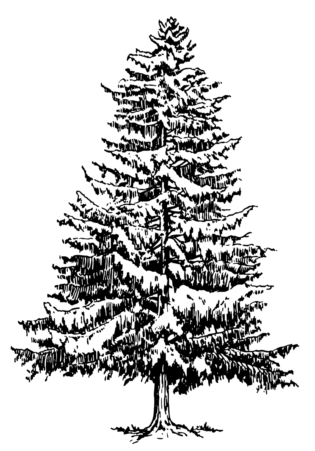 spruce tree with snow silhouette