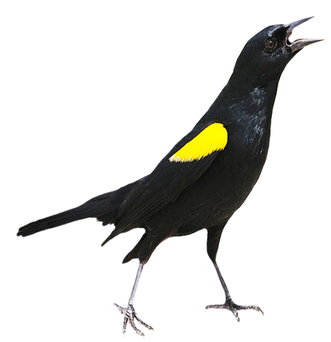 Yellow shouldered Blackbird