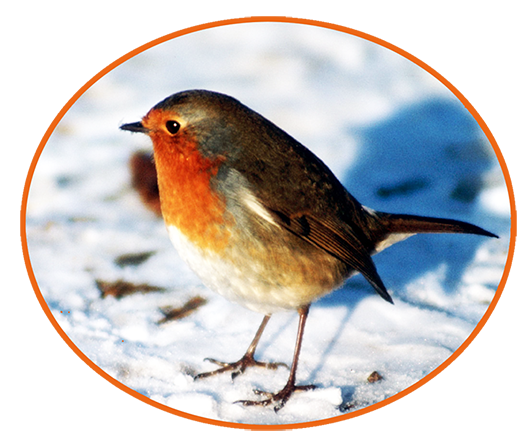 Robin in snow