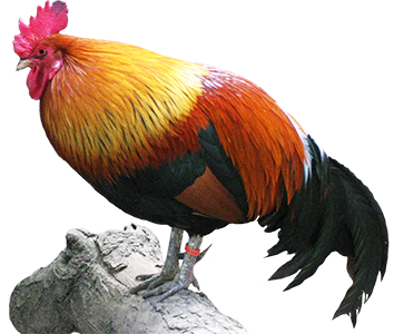 rooster 