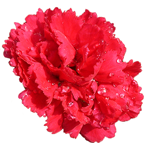 carnation flower red