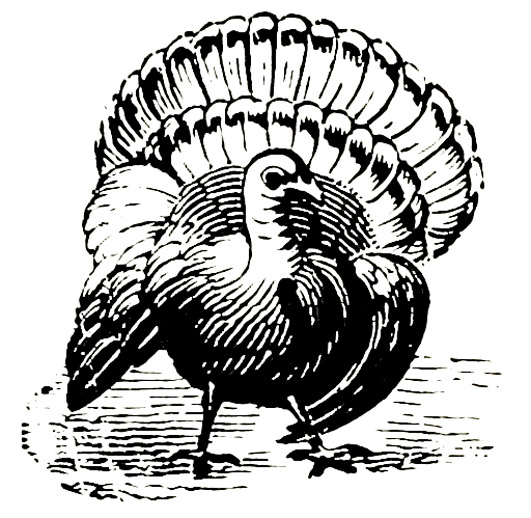 Victorian animal illustratino of turkey bird