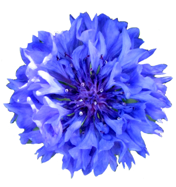 blue cornflower clip art