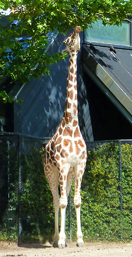 somali giraffe eating leaves
