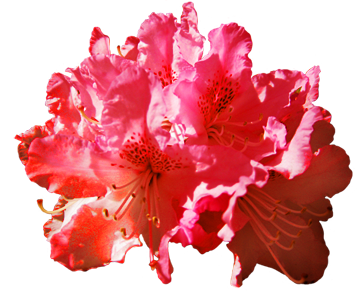 Rhododendron red