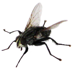 fly clip art