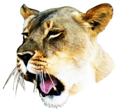 female lion head picture