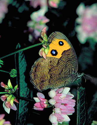 Cercyonis-pegala butterfly clipart