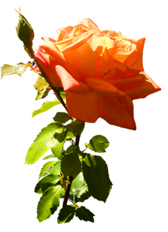 orange rose clip art with leaves and stem