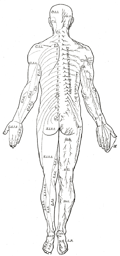 body diagram from the back