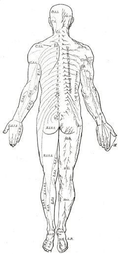 body diagram from the back