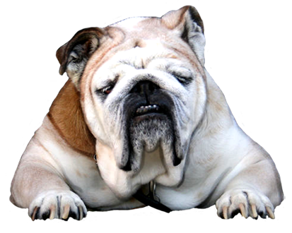 bull dog clipart