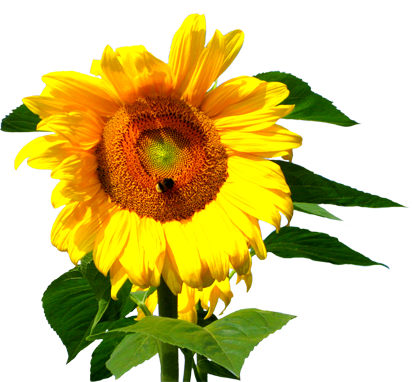 flower clip art sunflower stalk with bee
