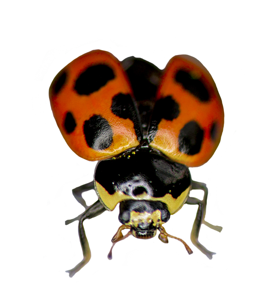 ladybug ready to fly