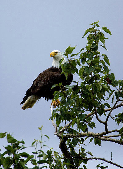 bird pictures bald eagle