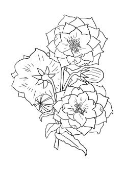 drawing of flower to print and color
