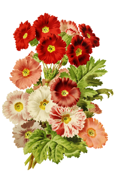 scrapbooking flowers red and pink