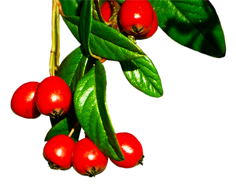 red winter berries
