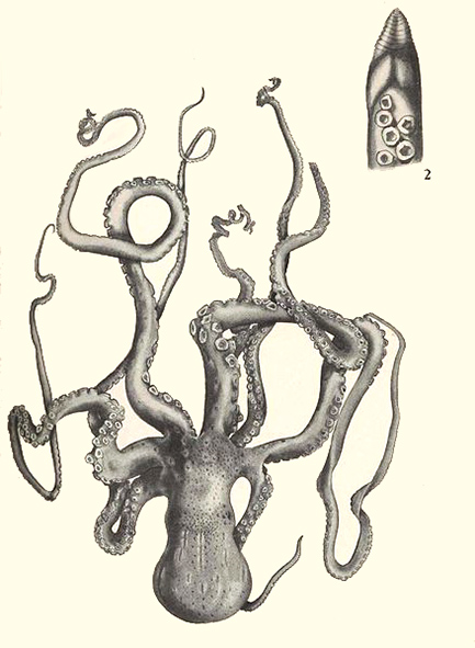 Octopus clipart
