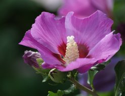 purple flower photo