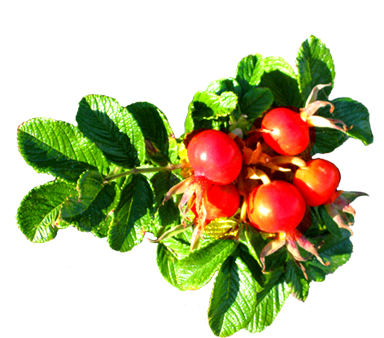 clip art of dog rose hip