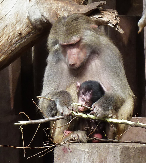 Mother baboon eating bark 