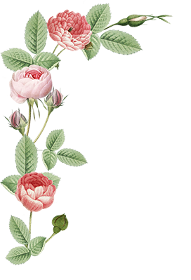 pink roses border