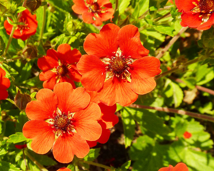 red flower with heart shaped leaves