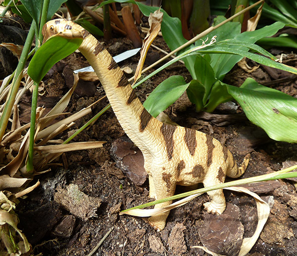 Apatosaurus picture