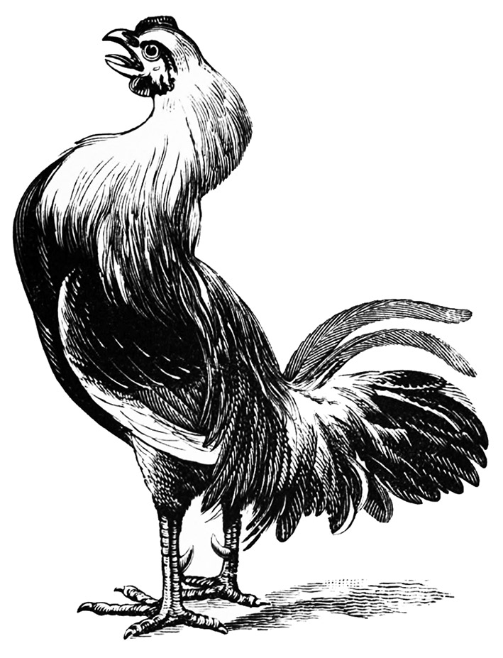 rooster illustraion victorian