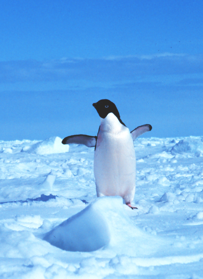 free penguin picture of adelie penguin