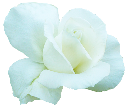 white rose for Valentine's Day