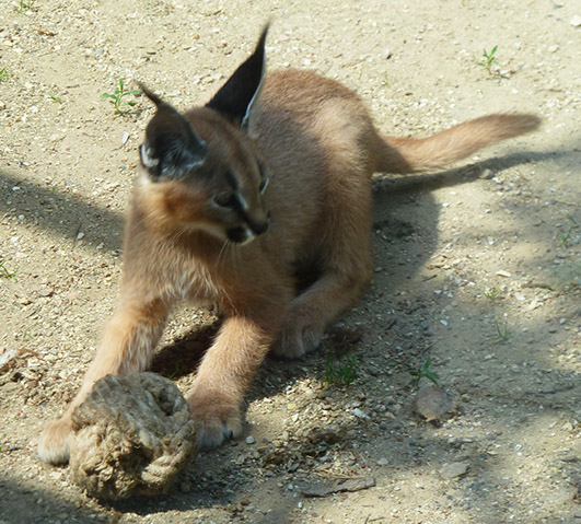 Caracal lynx kitten playing