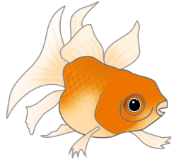 orange cat fish