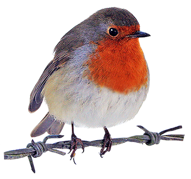 robin clipart