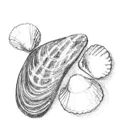 mussel and cockles clip art