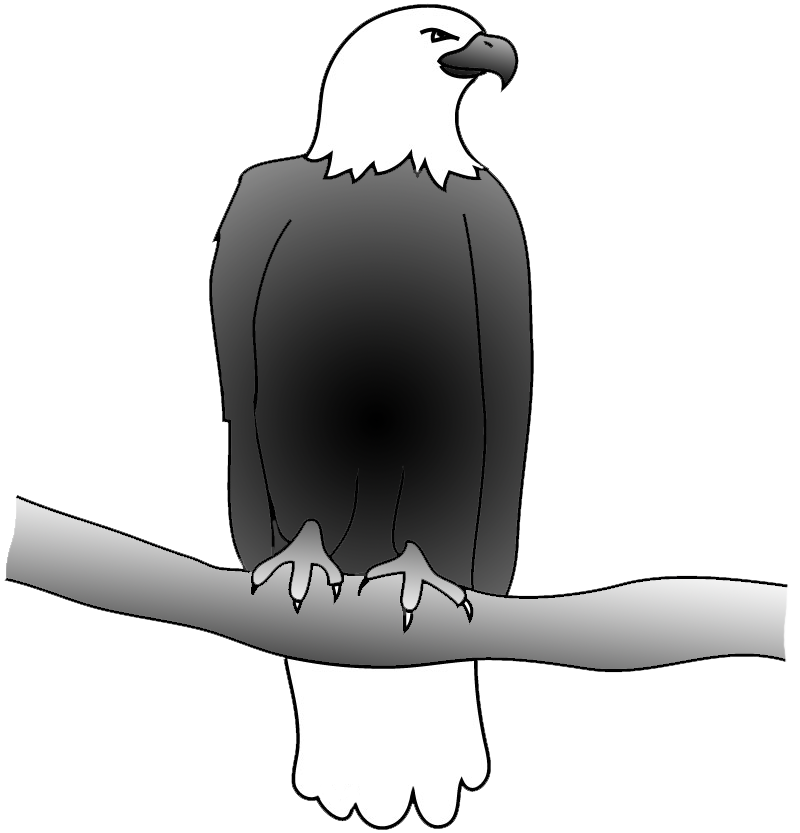 drawing of bald eagle on a branch