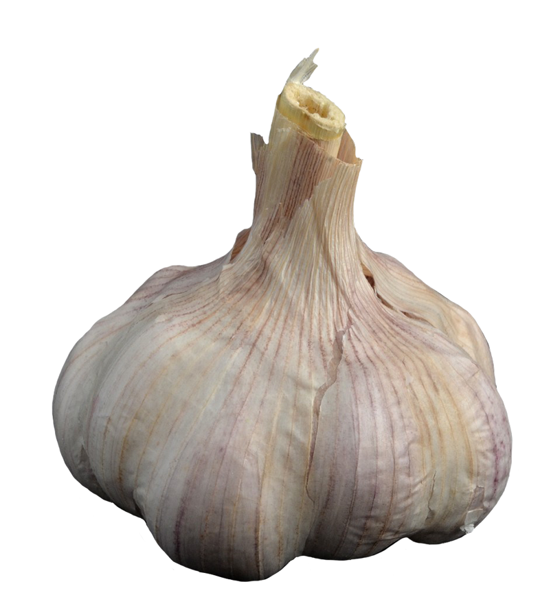 garlic clipart