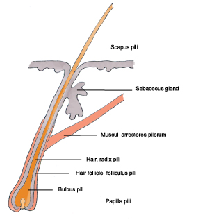 medical clipart hari designation