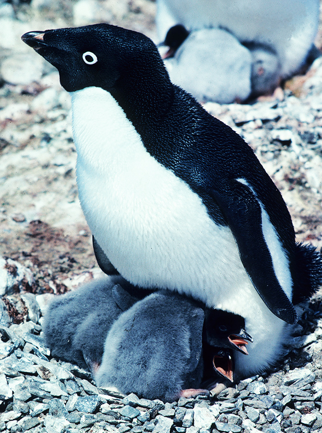 free penguin pictures adelie with chicks