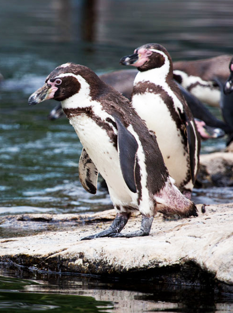 humboldt penguins in Zoo