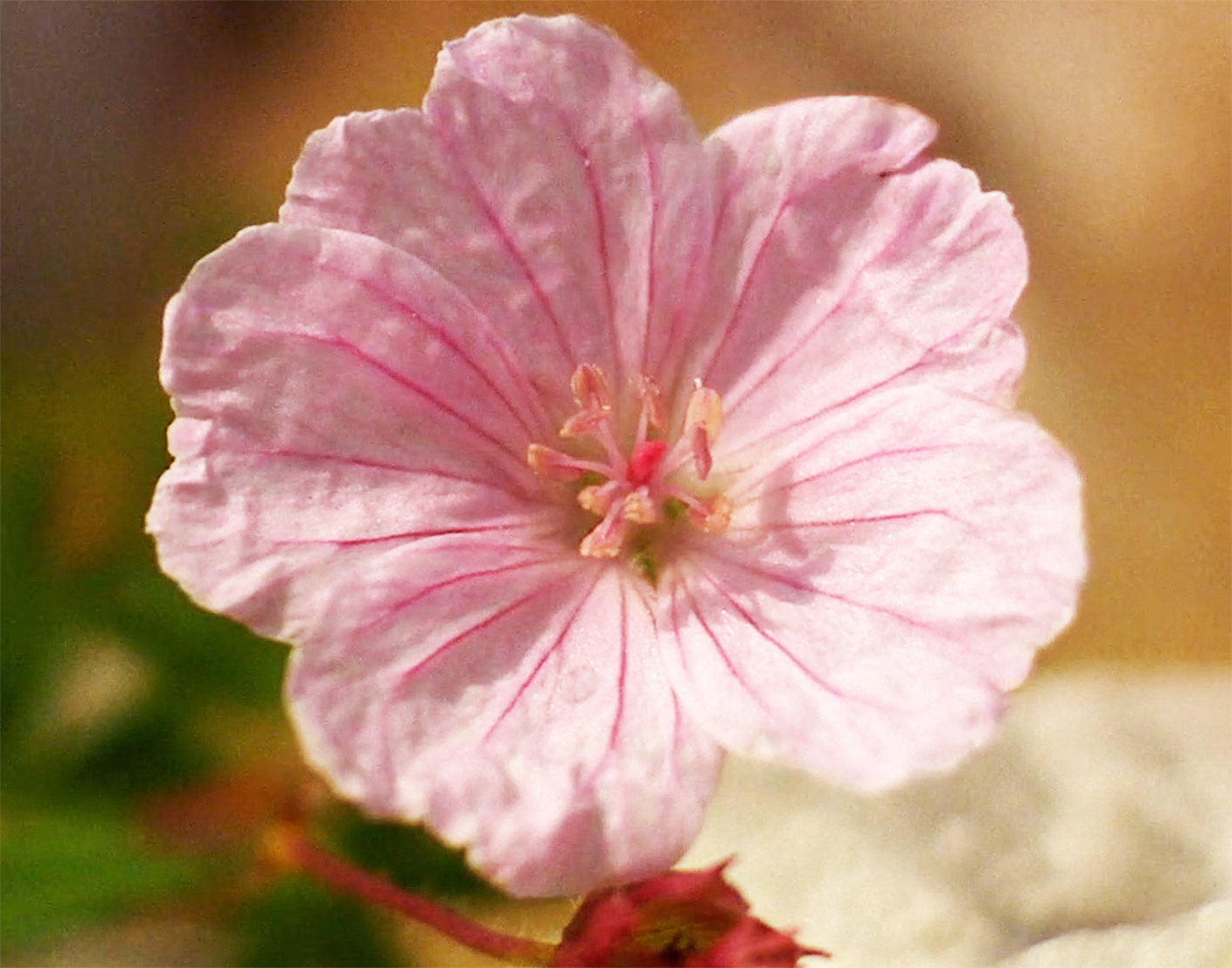single soft pink flower