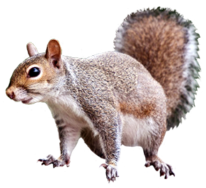 cute squirrel animal graphic