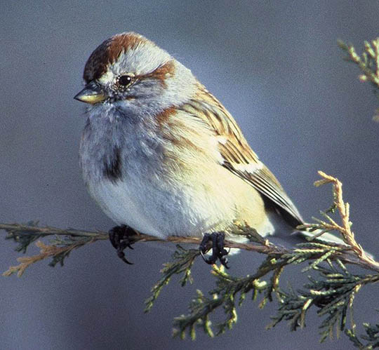 American Treesparrow photo