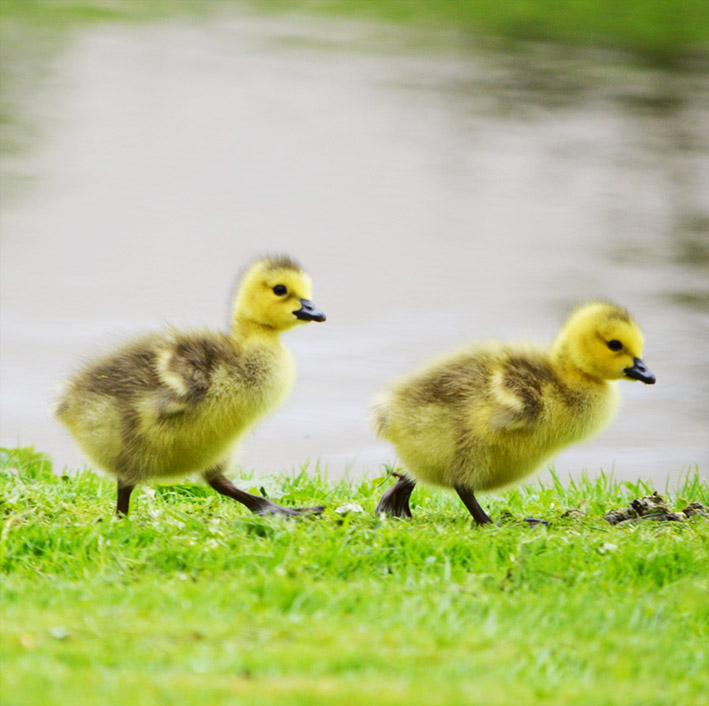 two ducklings