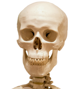 head skull and part skeleton